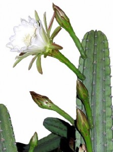 mandacaru