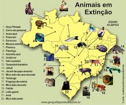 Plano de aula: Animais em risco de extinção no Brasil