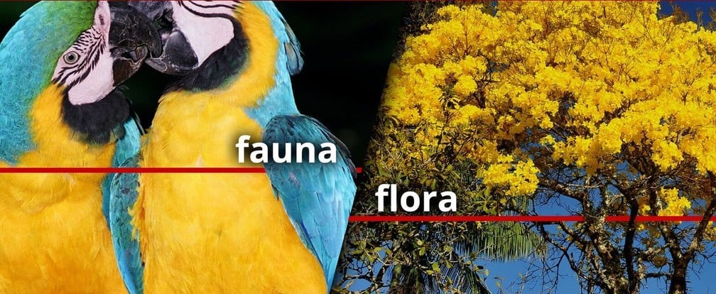 Plano de Aula: Fauna e Flora