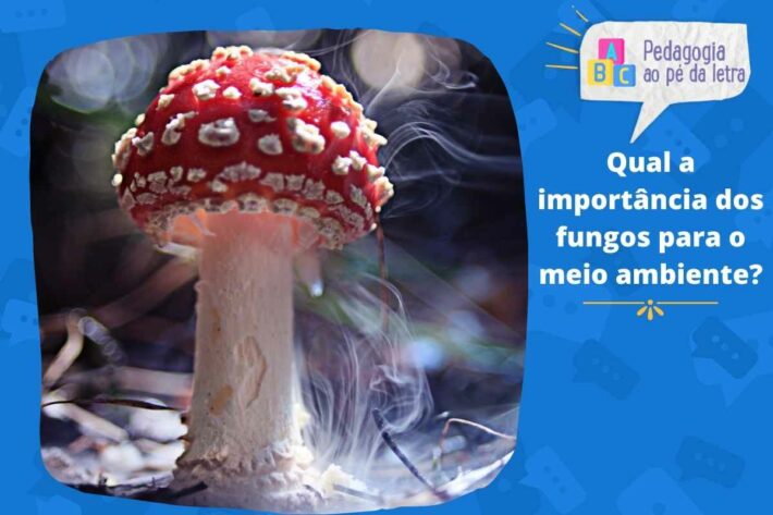 Qual a importância dos fungos para o meio ambiente