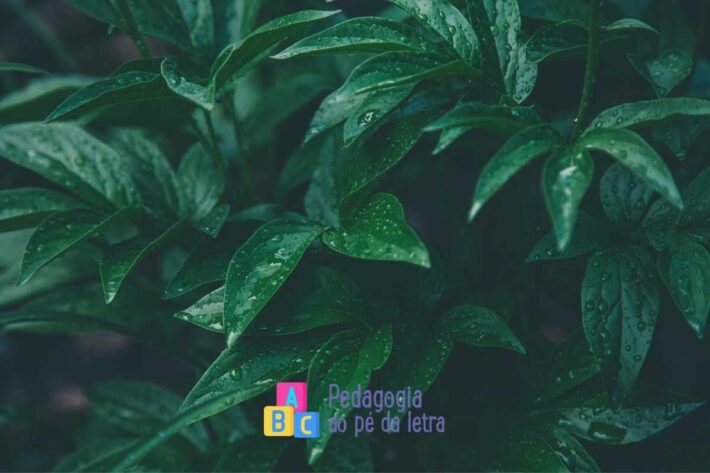 Plano de aula sobre as partes da planta