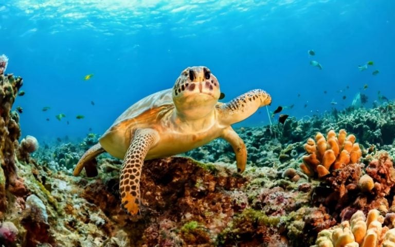 Explorando os Encantos do Ecossistema Marinho: Conheça a Diversidade ...